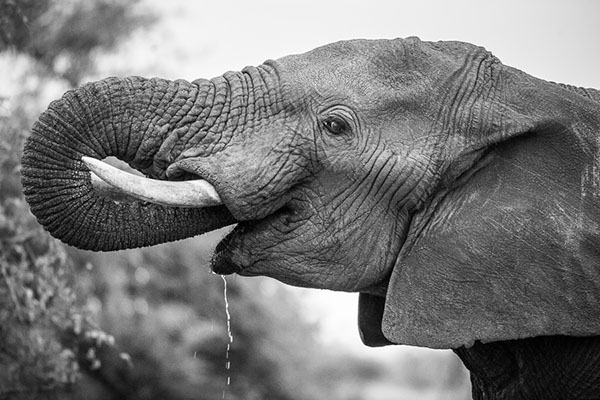 Elephant drinking water